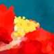 Close Up Remember Framed Wall Art Print Remember Framed Wall Art Print