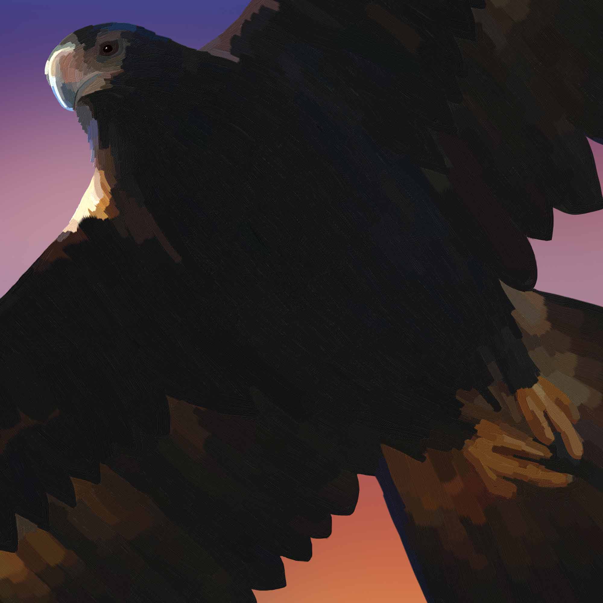Close Up Wedge-tailed Eagle Framed Wall Art Print Wedge-tailed Eagle Framed Wall Art Print