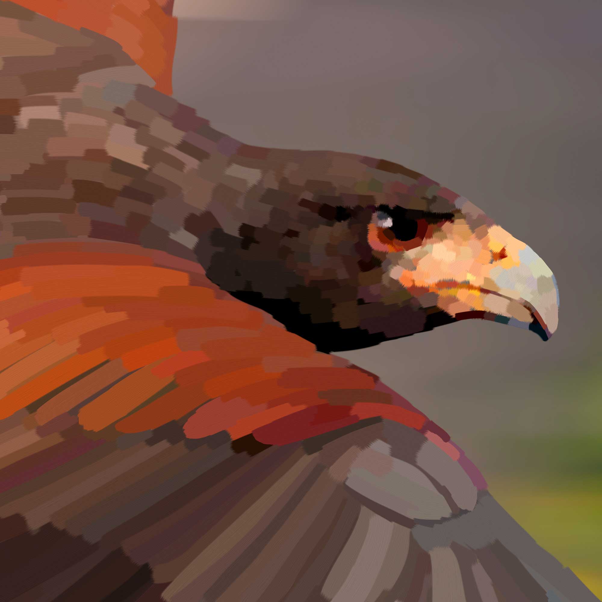 Close Up Harris Hawk Framed Wall Art Print Harris Hawk Framed Wall Art Print